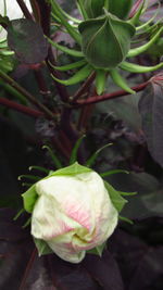 Close-up of rose plant