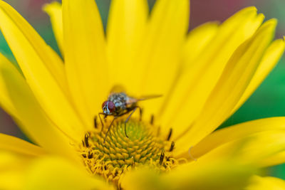 Close-up of insect on yellow flower