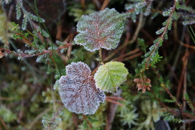 Close-up of frozen plant during winter