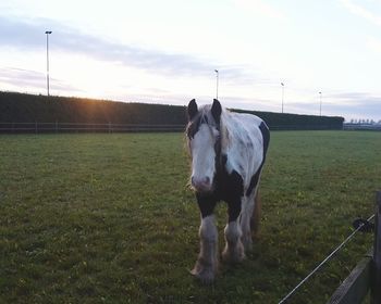 Horse on field against sky