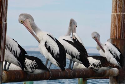 Low angle view of birds perching on cable