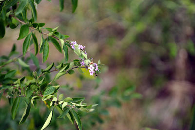 Close-up of purple flowering plant