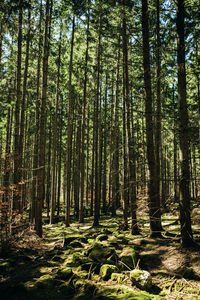 Trees growing in forest