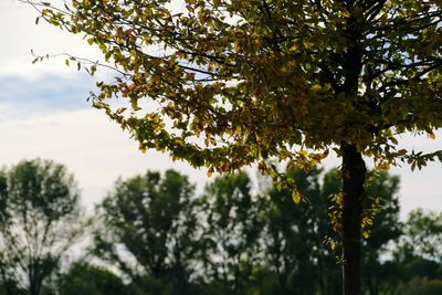 Low angle view of trees against sky