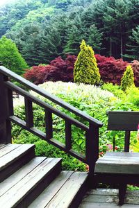 Plants and trees in park