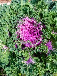 High angle view of pink flowering plants