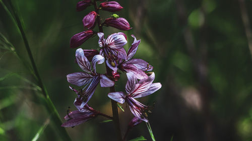 Close-up of purple flowering plant