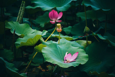 Close-up of pink lotus water lily