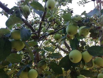 Low angle view of fruits growing on tree