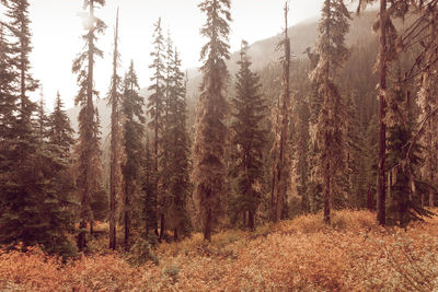 Trees in forest