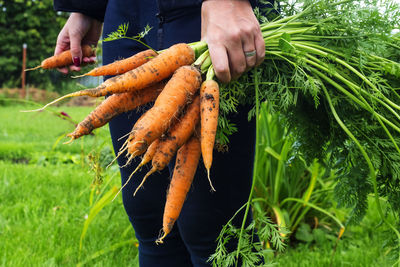Midsection of person holding carrots on field