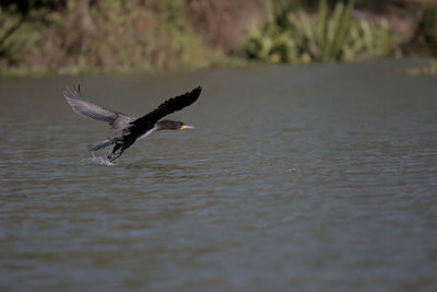 Bird flying over lake, on air 