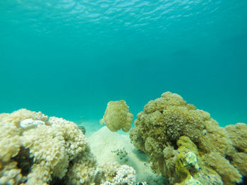 Close-up of coral in sea