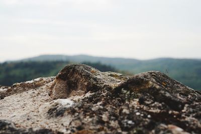 Close-up of rock on land against sky