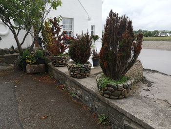 Potted plants on street against buildings in city