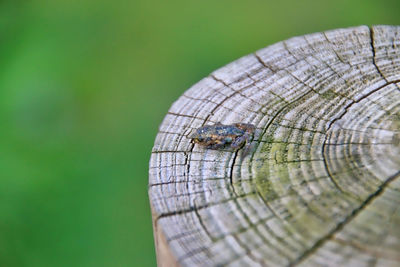 Close-up of animal on log