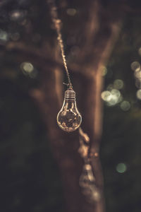 Close-up of light bulb hanging from tree