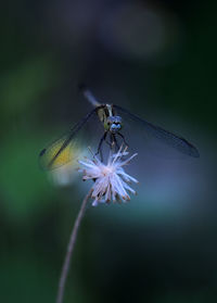 Close-up of insect on purple flower