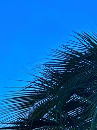 Low angle view of palm tree against blue sky