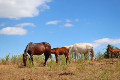 Horses on field against sky