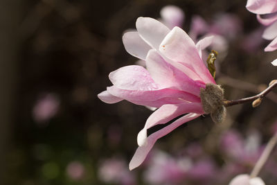 Close-up of pink flower