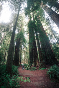 Rear view of people walking in forest