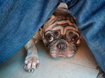 High angle portrait of dog relaxing on sofa