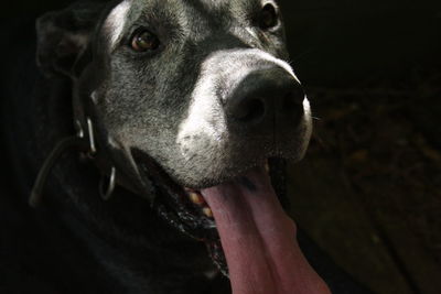 Close-up of dog looking at camera