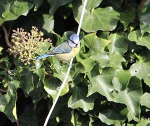 Close-up of insect on plant