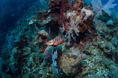 View of fish swimming underwater