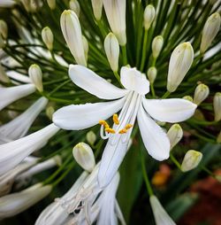 Close-up of white flowering plant