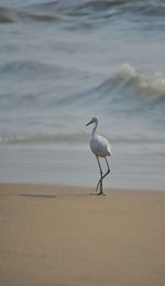 Bird perching on beach