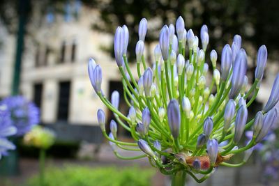 Close-up of purple flowers blooming outdoors