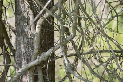 View of bird perching on tree