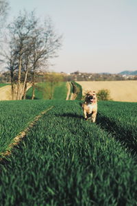 Dog on field