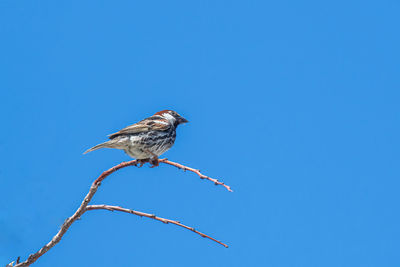 Low angle view of bird perching on branch against blue sky