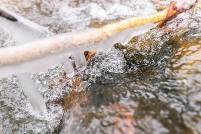 High angle view of turtle in water