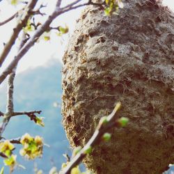 Low angle view of tree against sky