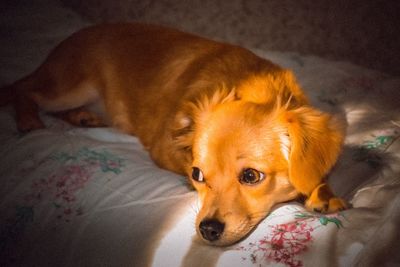 Close-up portrait of a dog