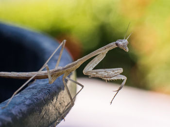 Close-up of insect