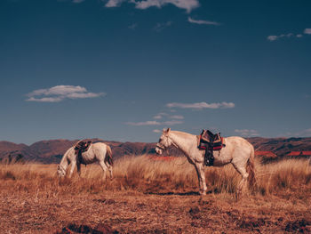 Peruvian horses