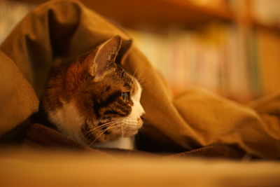 Portrait of tabby cat resting in bed