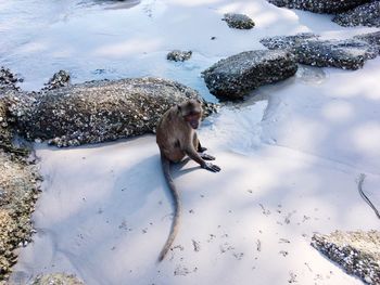 High angle view of monkey sitting on snow