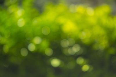 Defocused image of green plant
