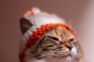 Close-up of a cat looking away