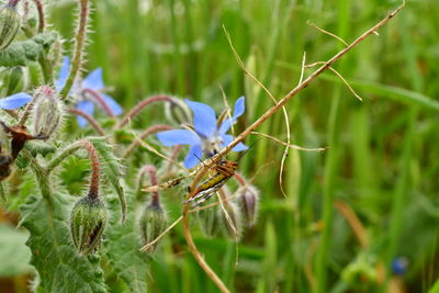 Close-up of insect on plant