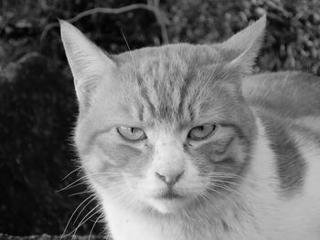 Close-up portrait of angry cat outdoors