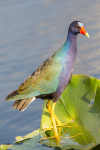 American purple gallinule, porphyrio martinicus,  everglades national park, florida