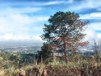 Trees on field against sky