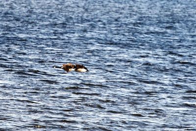 View of duck swimming in sea